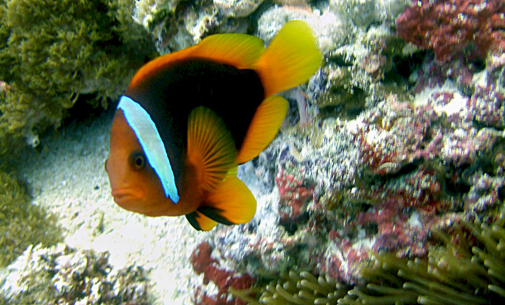 Clownfish and sea anemone relationship myths and facts