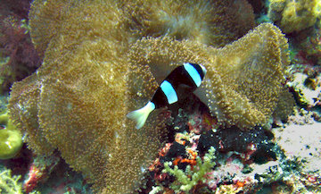 Clownfish Anemofish 