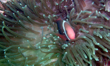 Red Clownfish 