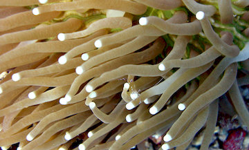 Shrimp living in a sea anemone