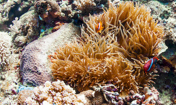 Underwater Anemone Clownfish 