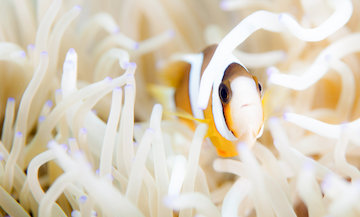 Clownfish inside a sea anemone