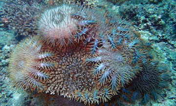 Crown Of Thorns Eating Corals 