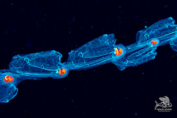 Pelagic Tunicates Black Water 
