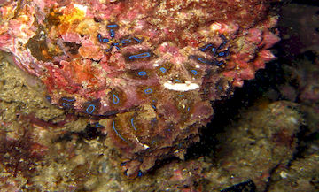 Blue Ringed Octopus Camouflage 