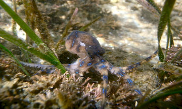 Blue Ringed Octopus On Sand 