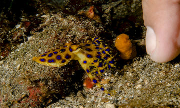 Blue Ringed Octopus Size 