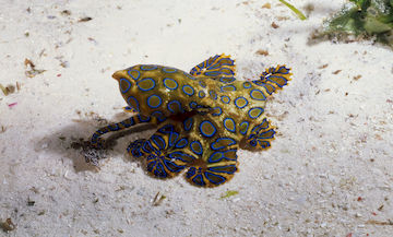 Colorful Blue Ringed Octopus 