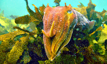Camouflage Cephalopod 