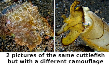 How do octopuses camouflage