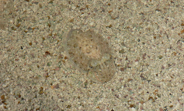 Cuttlefish Camouflage 