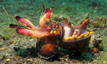 Poisonous Flamboyant Cuttlefish changing color