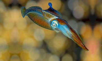 Squid Colored 