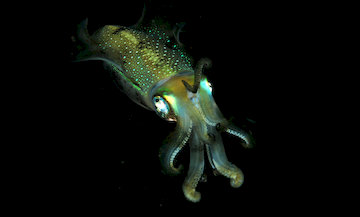 cephalopod bioluminescent color camouflage