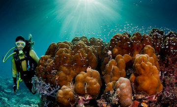 Scuba diving Corals