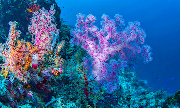 Soft Coral Sponge 