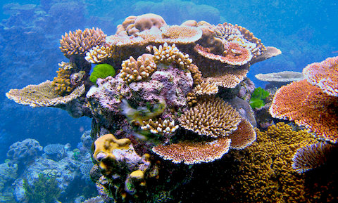 Why are Corals Colorful?