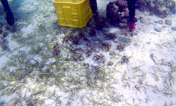 Alive Broken Corals Ready To Be Harvested 