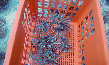 Corals Attached To Metallic Mesh Ready To Be Planted By The Divers 