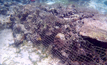 Future Corals Bed Made Of Rocks And Dead Corals 