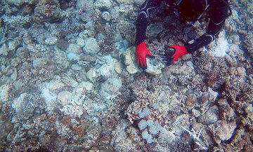 Planting Corals 