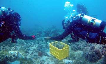 planting the corals prepared by the children