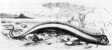 Oarfish Sea Serpent Myths 