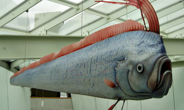 Giant Oarfish and Sea Serpent