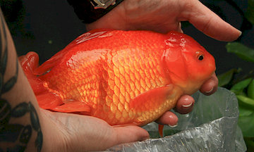 Giant Goldfish 