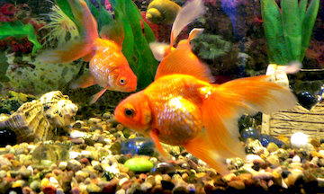 Goldfishes In Aquarium 