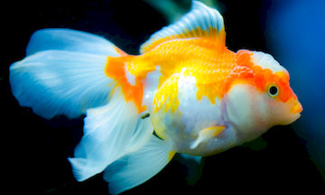 Oranda Goldfish 