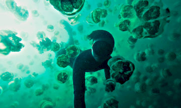 swimming with stingless jellyfish