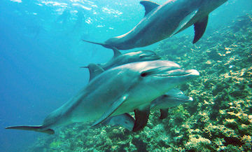 Dolphin Diving Reflex 