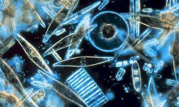 diatoms phytoplankton
