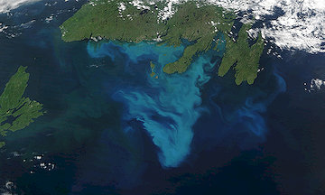 Phytoplankton Bloom Newfoundland 