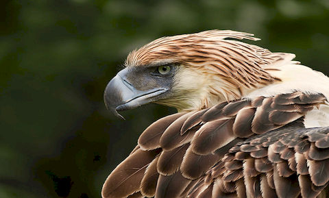 Philippine Eagle, one of the largest eagle