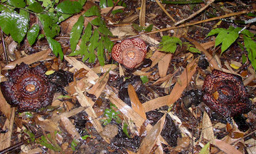 rafflesia bud
