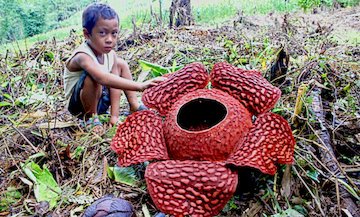 Rafflesia Size Kid 