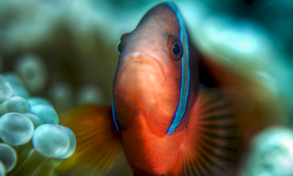 Salt Water Fish Inbox Why can't saltwater fish live in freshwater and vice versa?