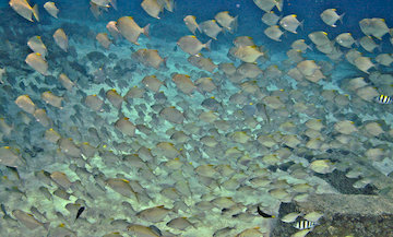 Saltwater School Of Fishes 