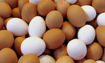 Brown Eggs White Eggs 