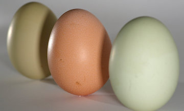 Green Eggs 