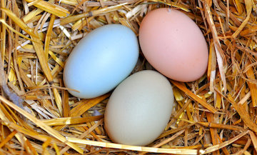 pink blue green natural easter eggs