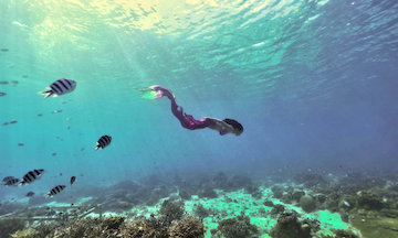 Mermaid Explorer Swimming