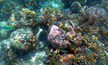 Carabao Island Snorkeling