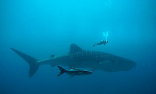 conservation project: Diving with whale sharks