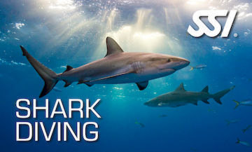 shark diving specialty course