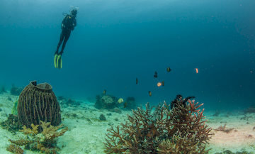 Best scuba diving safaris 