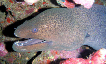 Moray eel at the Cervera shoal dive site
