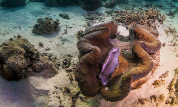 Garden eels dive site